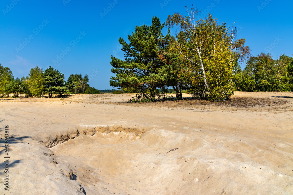 Sand dune Wydma Pekatka with scarce vegetation overlooking Bagno Calowanie Swamp wildlife reserve in Podblel village south of Warsaw in Mazovia region of Poland - obrazy, fototapety, plakaty 