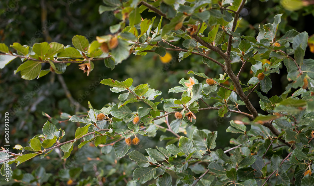 close up of beech nuts on a European Beech tree (Fagus sylvatica) 