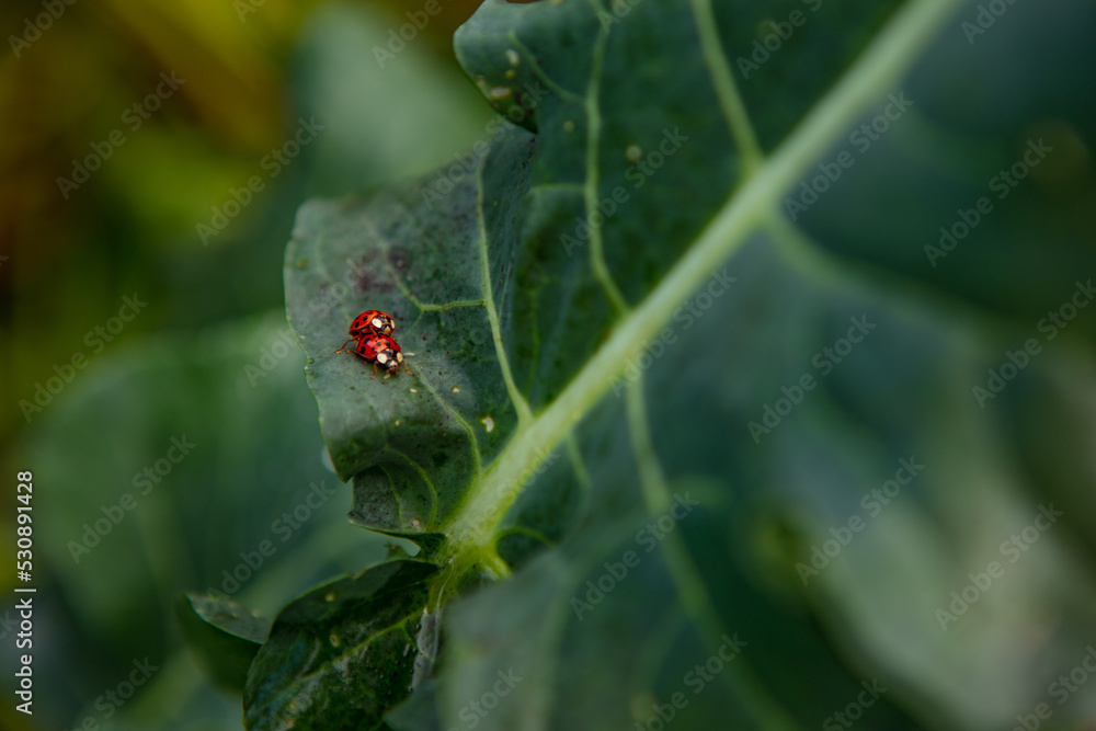 Lucky Beetle mating - love in nature Lucky Beetle mating - love in nature