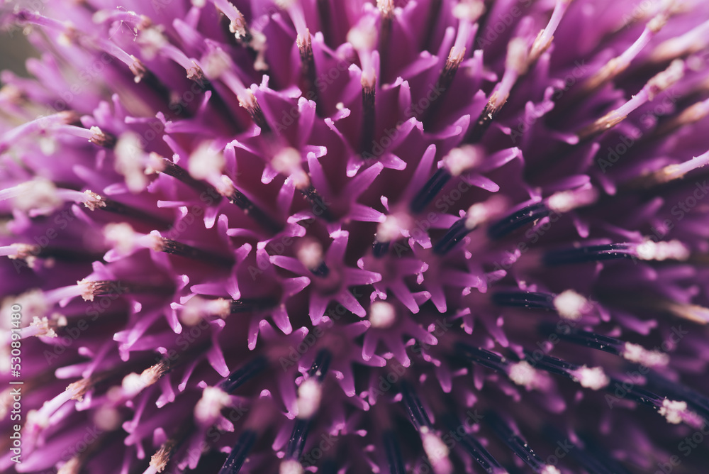 Macro image of spring lilac violet flowers, Abstract soft lilac flower background, Beautiful purple lilac flowers. Macro image of spring lilac violet flowers, Abstract soft lilac flower background, Beautiful purple lilac flowers.