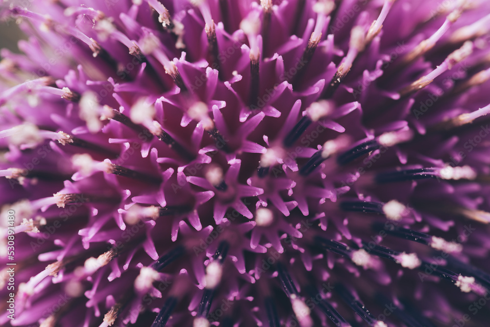 Macro image of spring lilac violet flowers, Abstract soft lilac flower background, Beautiful purple lilac flowers.