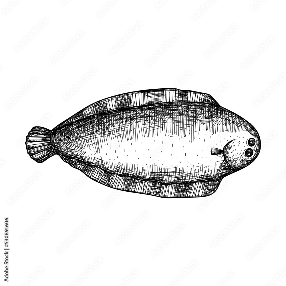 Halibut fish hand drawn icon. Natural fresh seafood sketch, restaurant