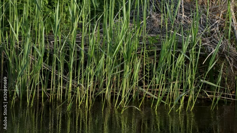Close-up of fresh Common reed vegetation moved by water flow in river. Shot in Estonia, Northern Europe Close-up of fresh Common reed vegetation moved by water flow in river. Shot in Estonia, Northern Europe