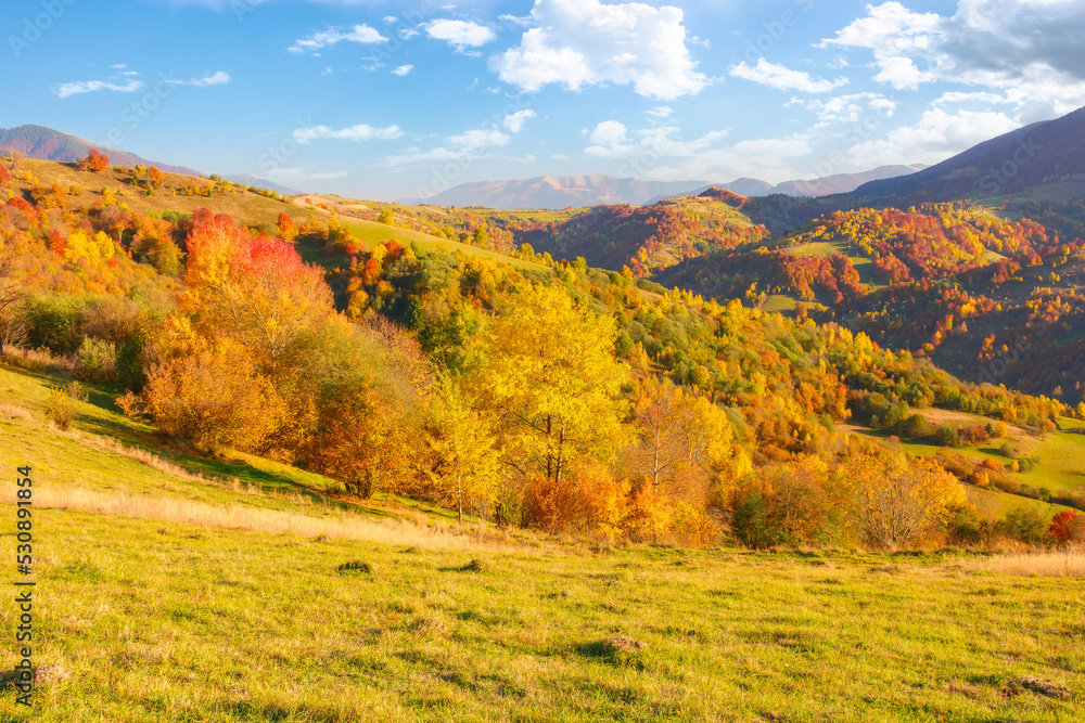 forested hills of carpathian countryside in autumn. colorful scenery on a sunny afternoon in mountains. fluffy clouds on the blue sky