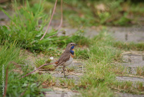 Bright Bird Looking for a Dinner