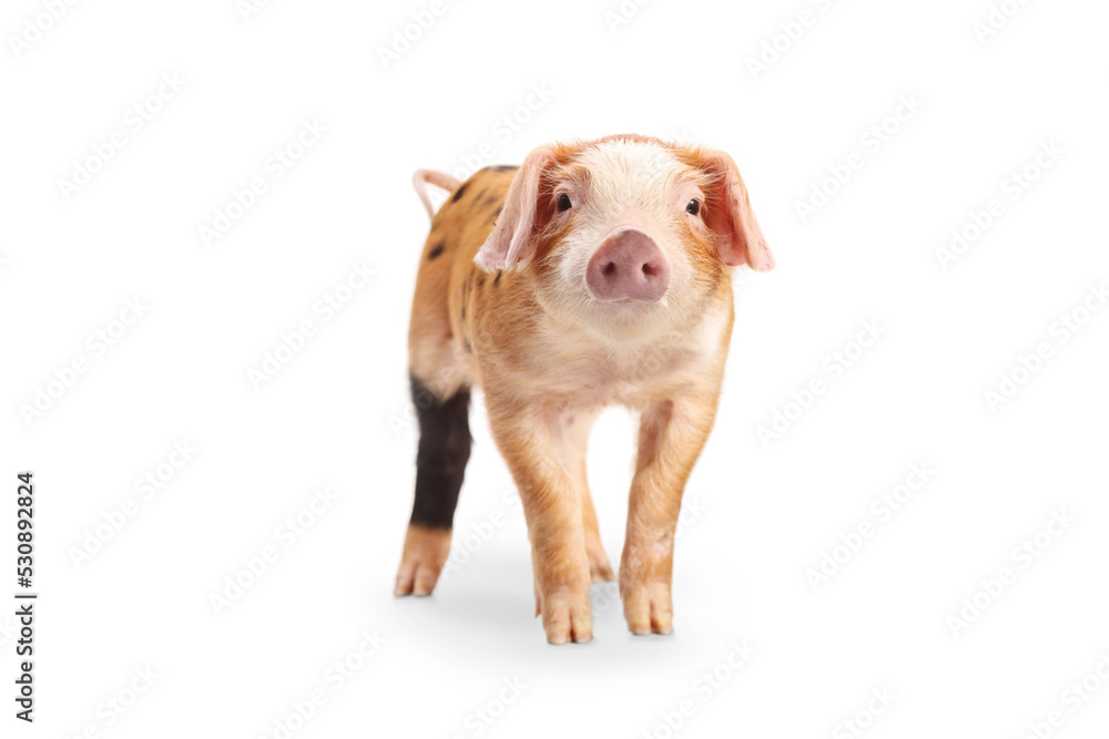 Studio shot of a small pig looking at camera