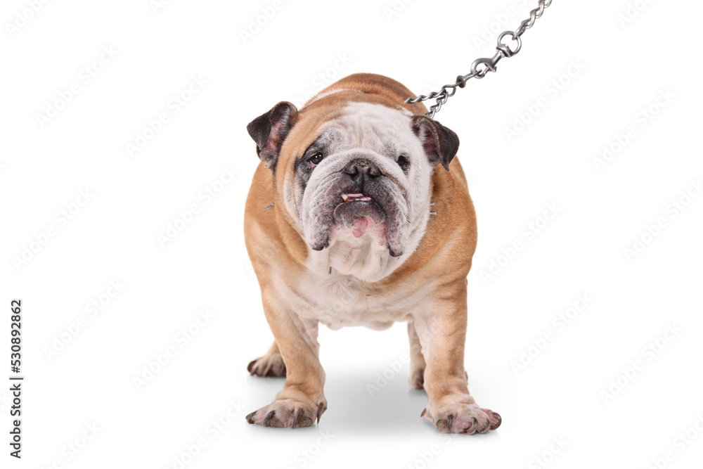 Obraz premium Studio shot of a bulldog with a chain lead