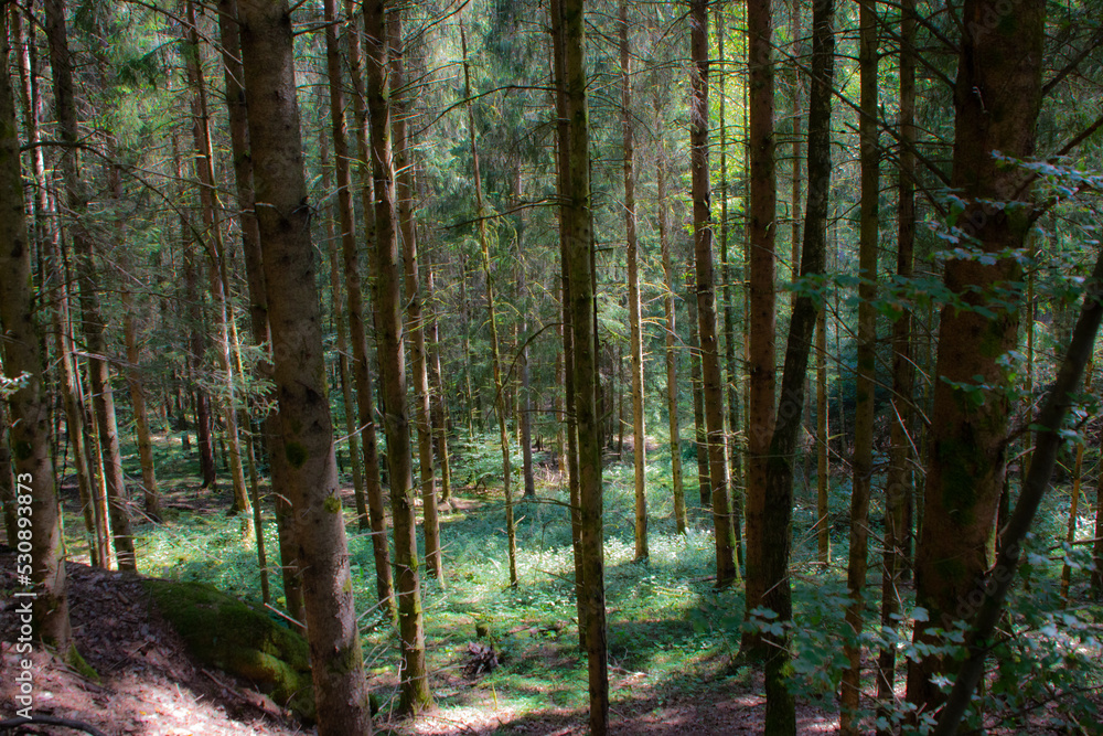 Obraz premium la forêt