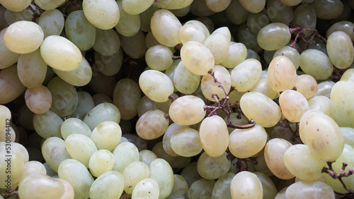 Lots of grapes. Clusters of grapes of different sizes, have a different shade of green