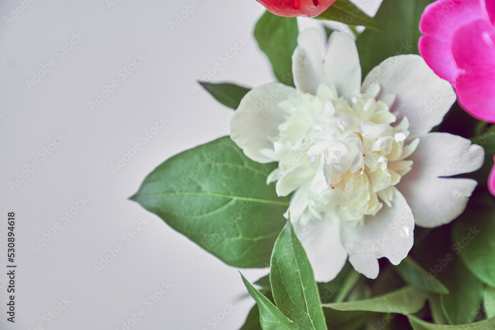 Obraz premium Part of a beautiful bouquet of white and pink peonies, close-up with space to copy. Wallpaper, greeting card, poster, flower shop concept. High quality photo
