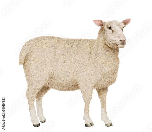 mouton, animal, agneau, ferme, laine, gazon, mammifère, agriculture, blanc, champ, nature, brebis, debout, fêta, fond blanc, bétail, prairie