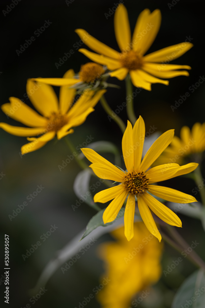 yellow flower on black background yellow flower on black background