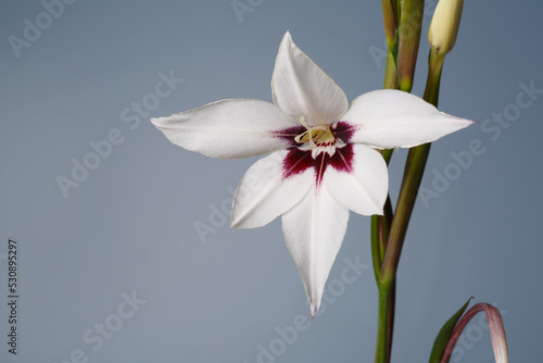 Elegant white gladiolus flower with burgundy center isolated on gray background.