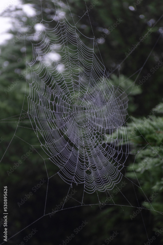 Spider Web Up Close