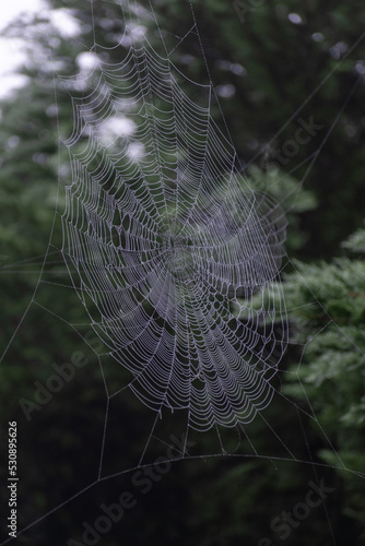Spider Web Up Close