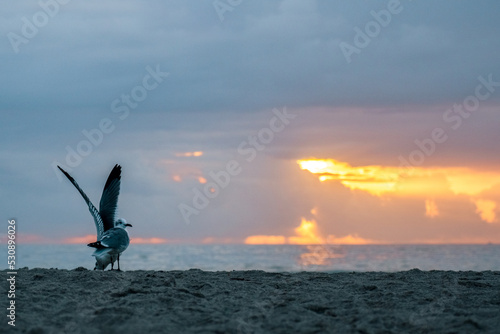 Two birds during sunrise at the beach