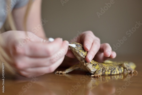 A uromastyx lizard being gently cleaned with a cotton swab.  photo
