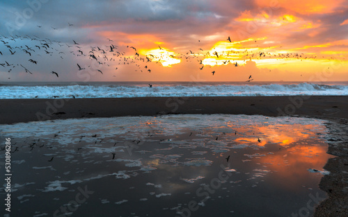 Flock of birds flying over the ocean during sunrise