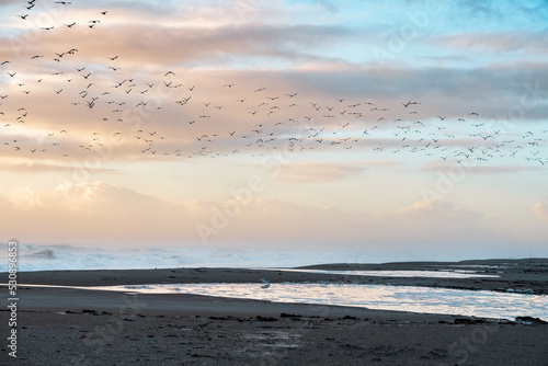 Flock of Birds flying over the beach during sunrise