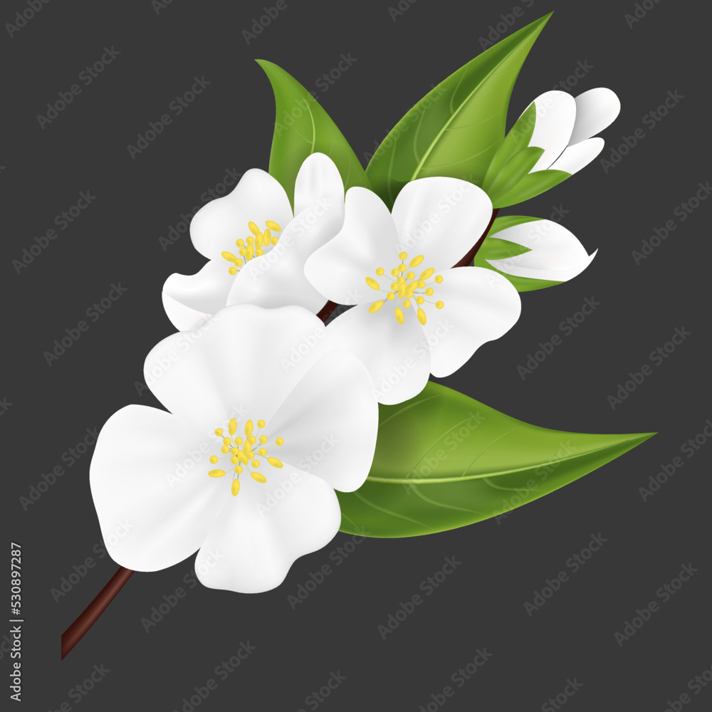 Obraz premium Realistic Detailed 3d White Jasmine Flower . Vector illustration of Beautiful Blooming Jasmin Branch with Green Leaves