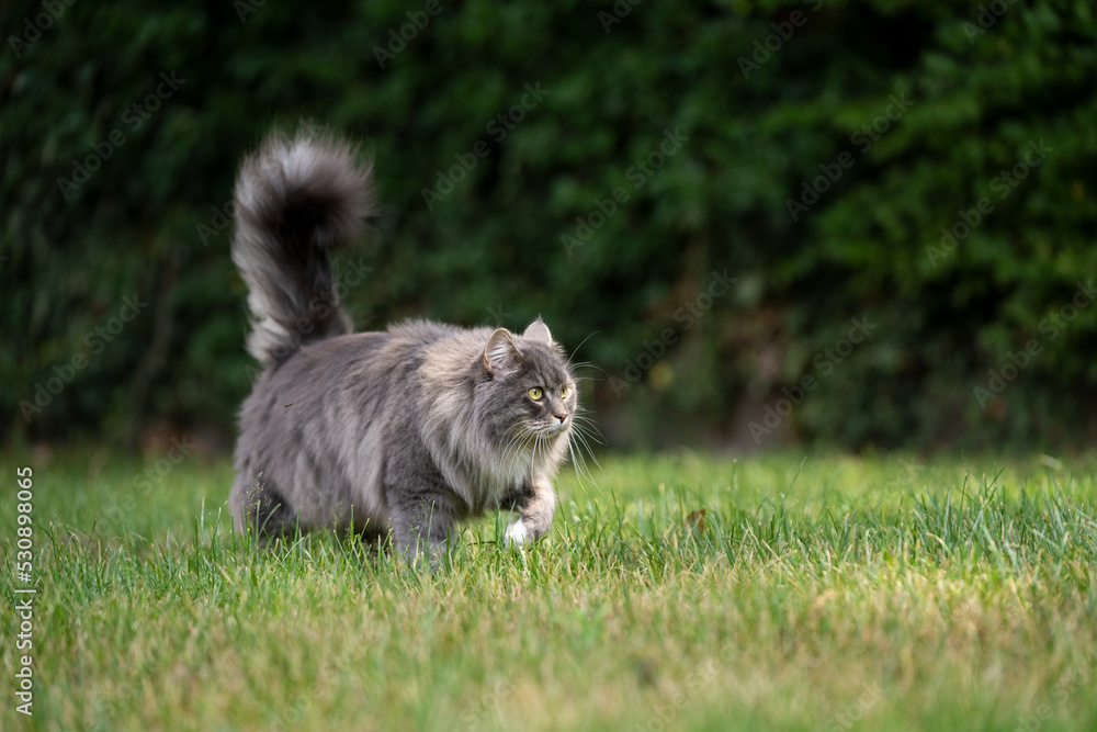 gray longhair cat with fluffy tail on the prowl walking outdoors on grass gray longhair cat with fluffy tail on the prowl walking outdoors on grass