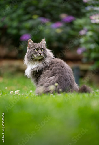 fluffy gray longhair cat sitting on grass outdoors in the garden observing