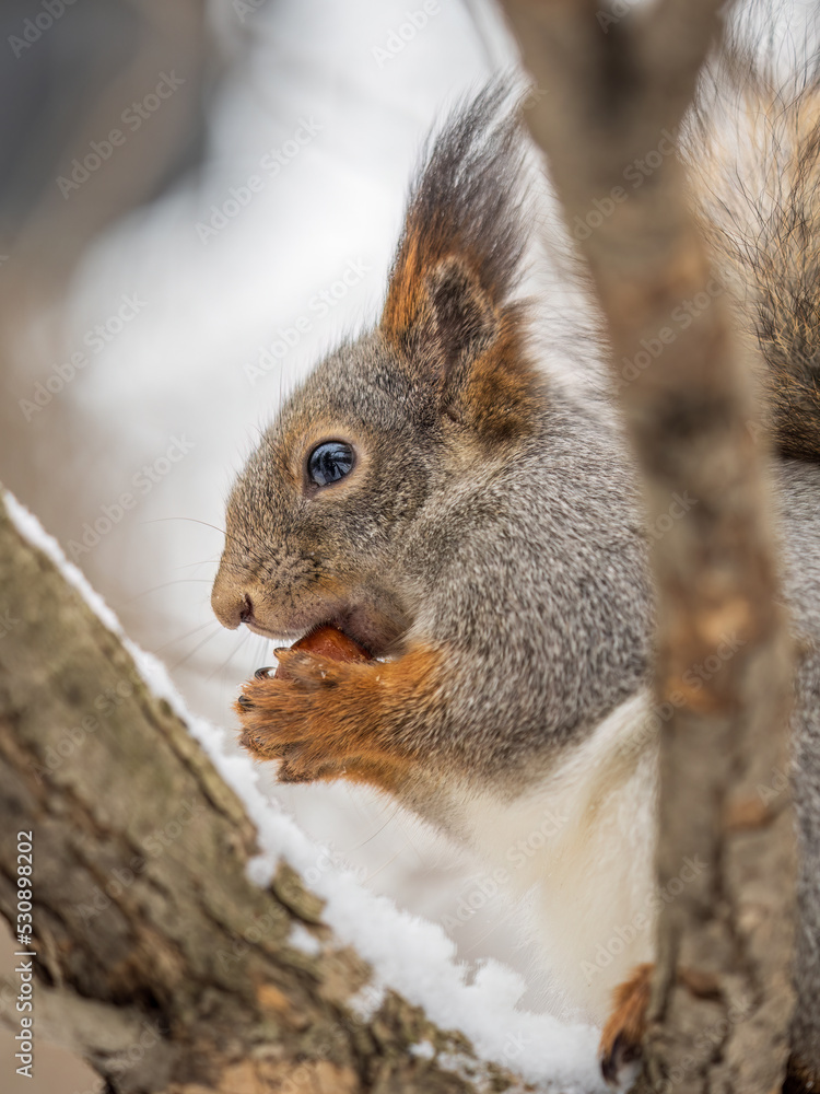 Fototapeta premium The squirrel with nut sits on tree in the winter or late autumn