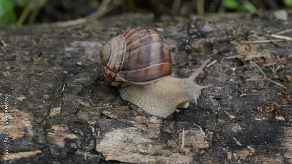 Big slimy brown snail crawling on wet wood in forest. Big slimy brown snail crawling on wet wood in forest.