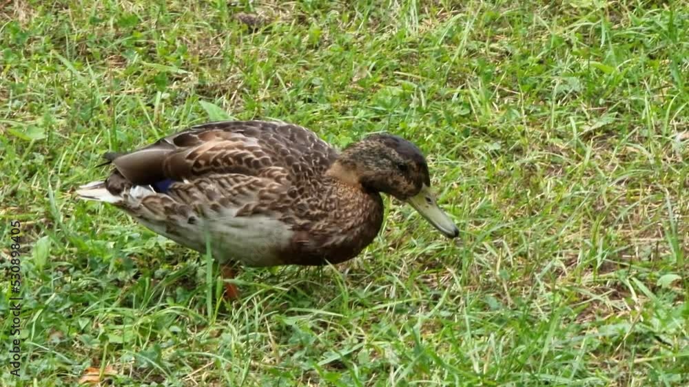 Cute brown duck grazing on fresh green grass summer meadow domestic farm bird nature outdoor Cute brown duck grazing on fresh green grass summer meadow domestic farm bird nature outdoor