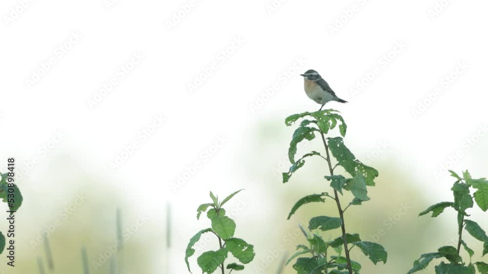 custom made wallpaper toronto digitalEuropean songbird Whinchat, Saxicola rubetra perched on vegetation on a summer morning in Estonia	