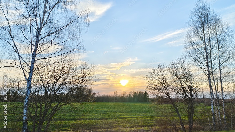 At sunset, the sun sets behind a forest located on the far edge of a grassy meadow. Birch trees grow on the near edge of the meadow. There are cirrus clouds in the blue sky At sunset, the sun sets behind a forest located on the far edge of a grassy meadow. Birch trees grow on the near edge of the meadow. There are cirrus clouds in the blue sky
