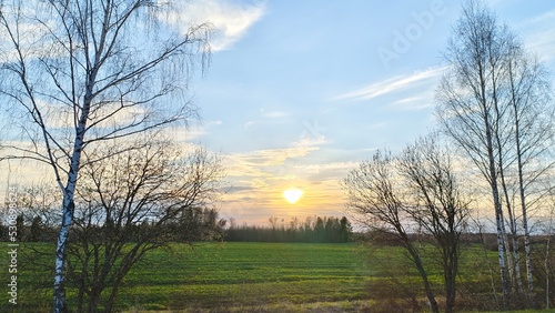 At sunset, the sun sets behind a forest located on the far edge of a grassy meadow. Birch trees grow on the near edge of the meadow. There are cirrus clouds in the blue sky © Balser