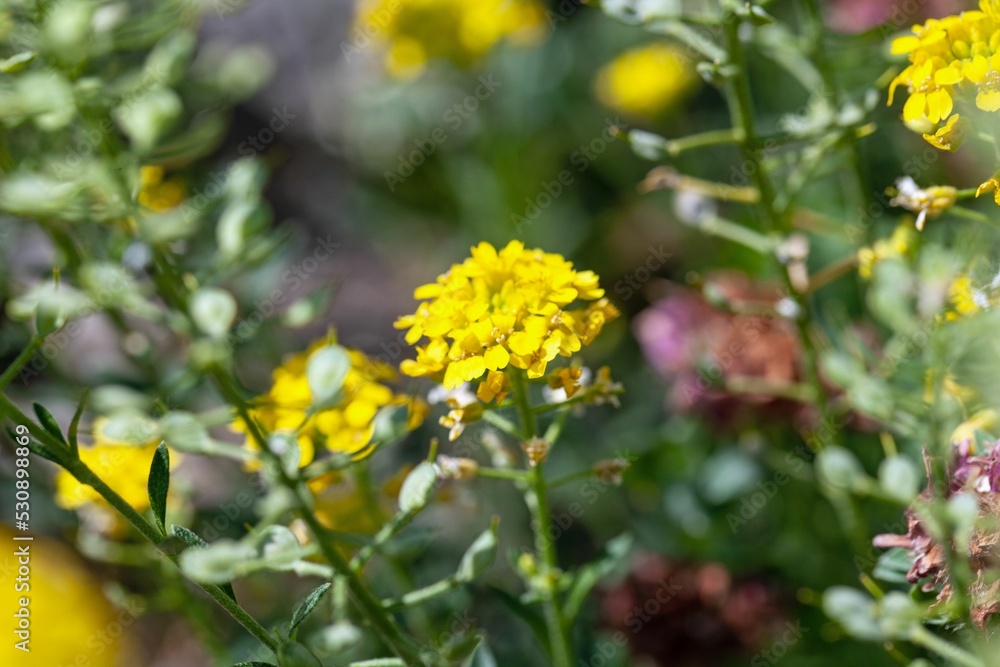 Flower of a madwort, Alyssum wulfenianum Flower of a madwort, Alyssum wulfenianum