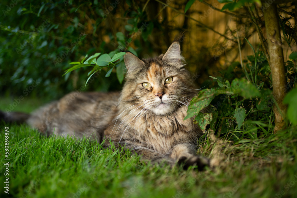 fluffy maine coon cat resting in the shadow on grass under a hedge on a hot summer day