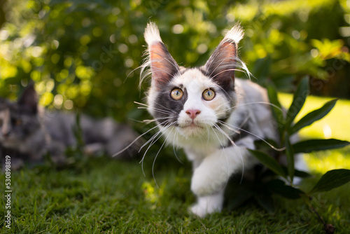 curious white calico maine coon kitten outdoors on the hunt in sunny garden photo