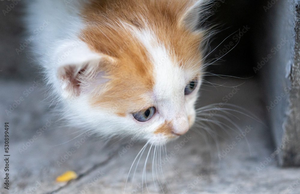 Elegant cat portrait at a villa near Yambol, Bulgaria