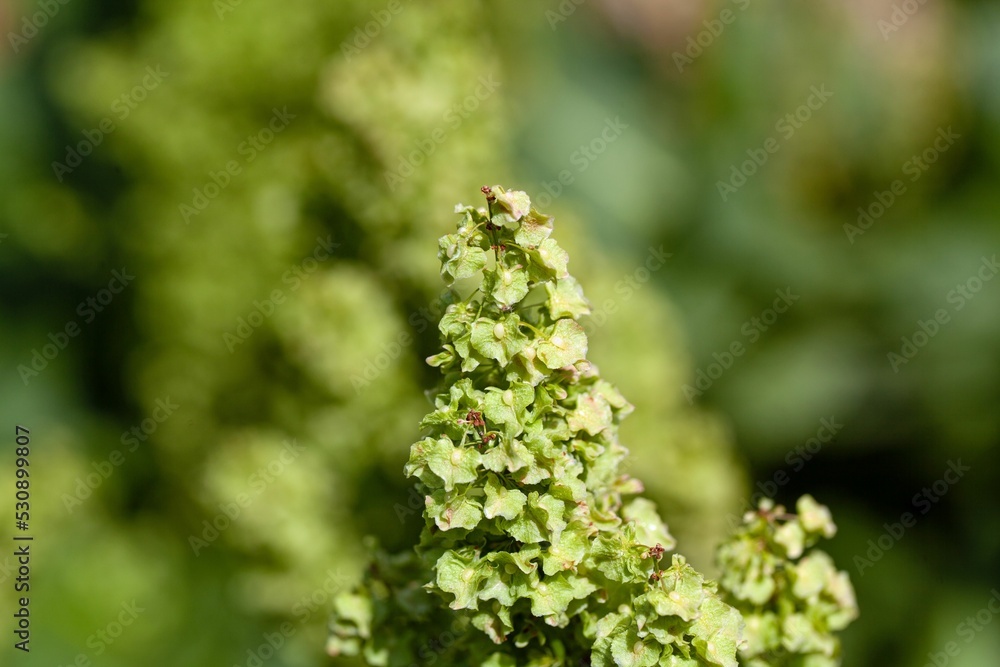 Flowers and fruits of an Alpine dock, Rumex alpinus Flowers and fruits of an Alpine dock, Rumex alpinus