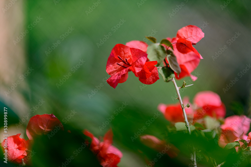 Obraz premium red poppies in the field bloom in green background