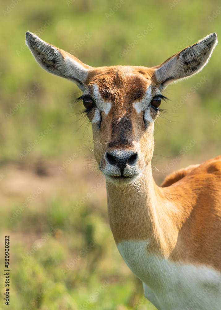 Fototapeta premium Antelope and Deers in wild forest