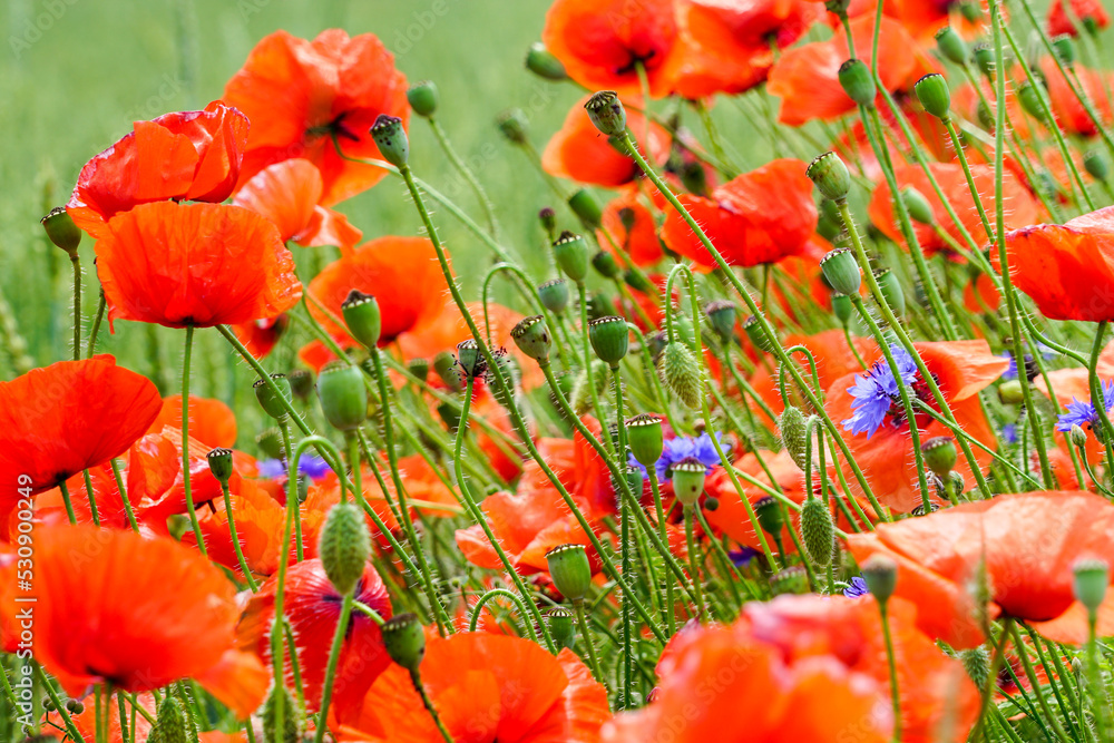 Obraz premium Closeup of red poppy flowers in the blurred background of a rye field