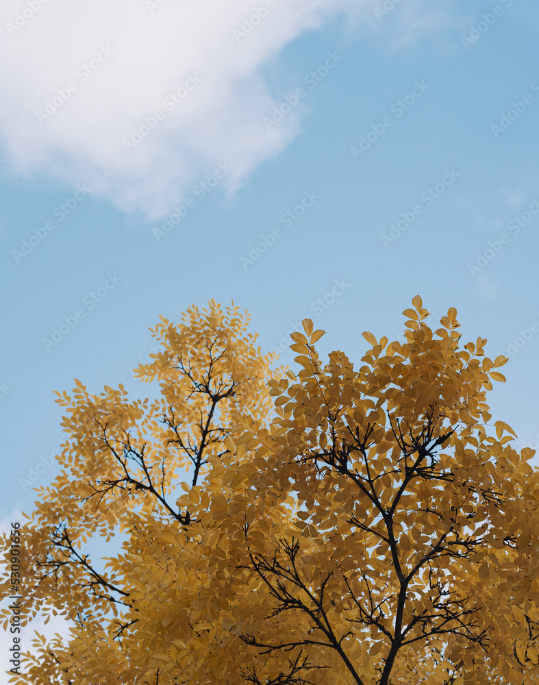 Aesthetic fall background with yellow tree on blue sky