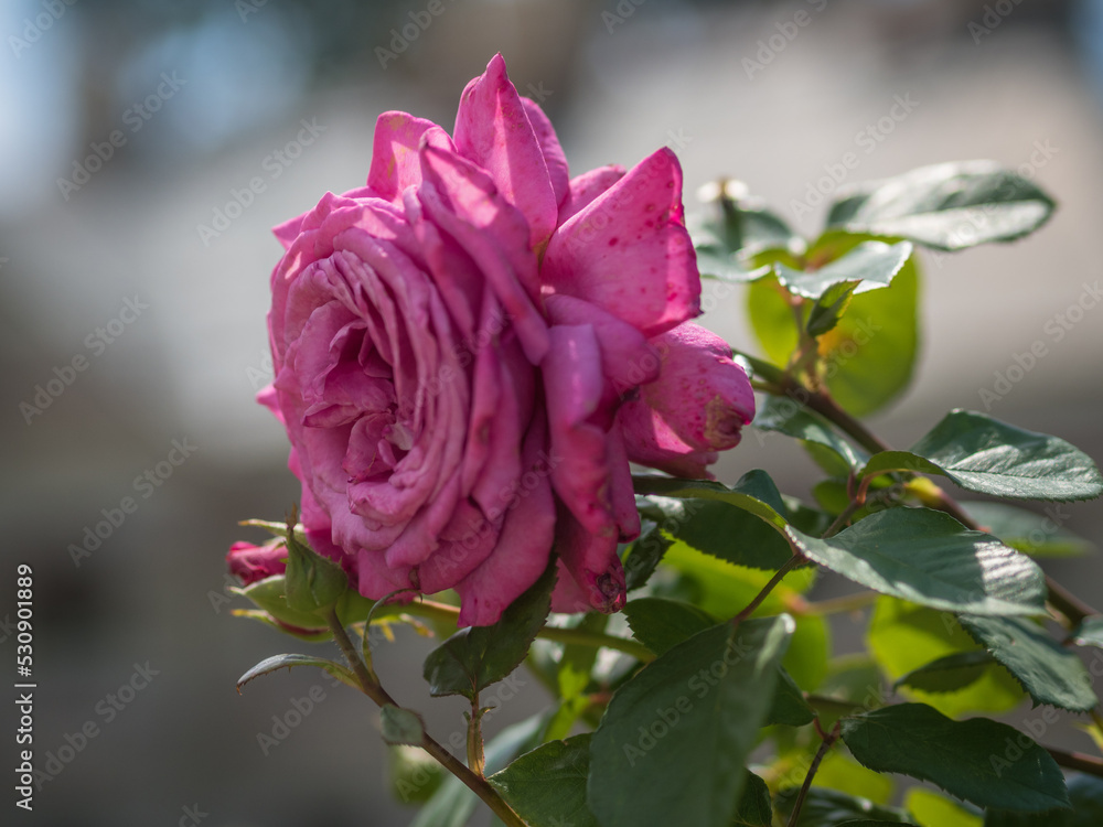 pink rose flower Chartreuse de Parme