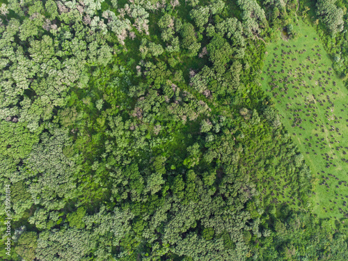 Aerial view forest tree, Rainforest ecosystem and healthy environment concept and background, Texture of green tree forest top view from above, forest in Jijel Algeria Africa, African forest