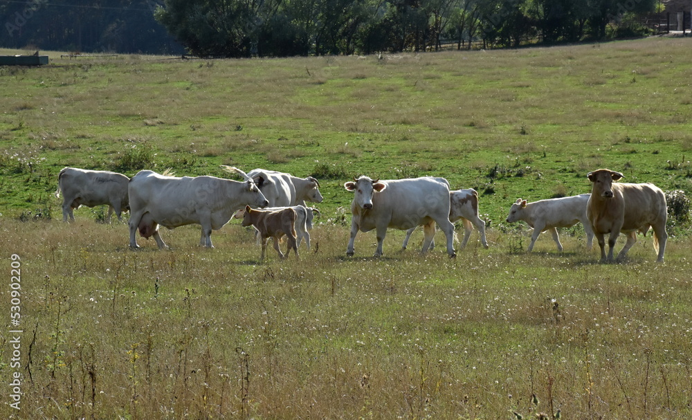 Kühe auf einer Weide in der Uckermark Kühe auf einer Weide in der Uckermark