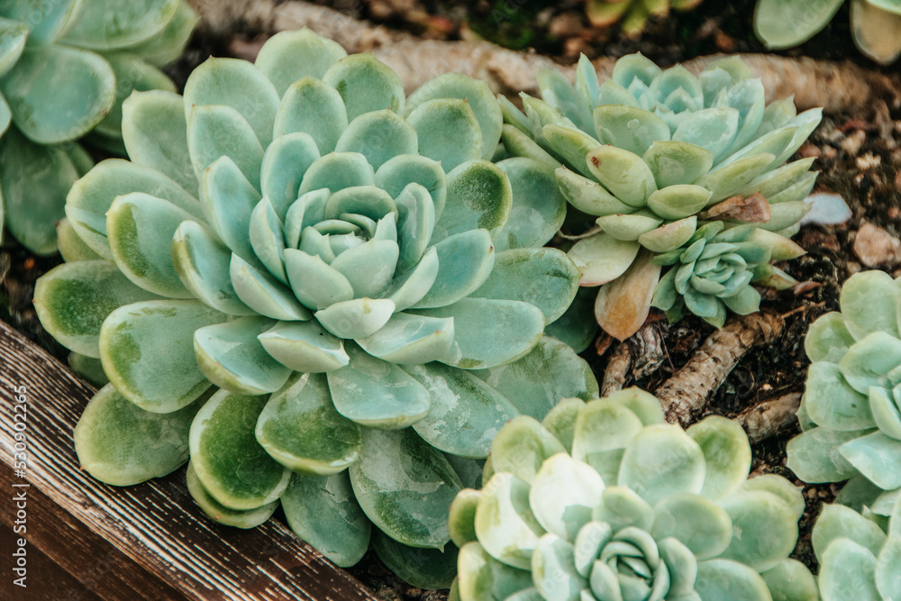 cactus in the garden