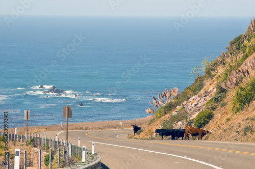 Pacific Cow Highway