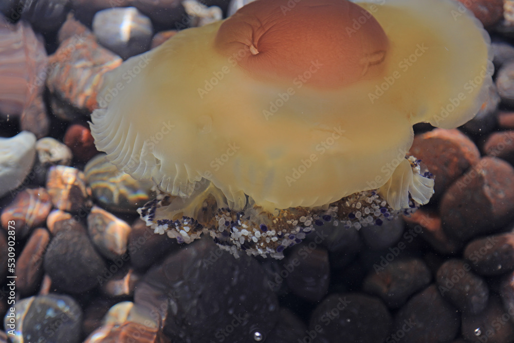 medusa-huevo-frito-marr-n-mediterr-neo-4m0a2947-as22-stock-photo