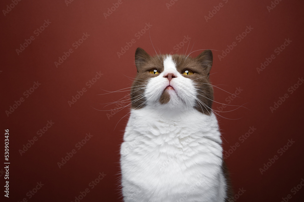 brown white british shorthair cat looking up portrait on red background