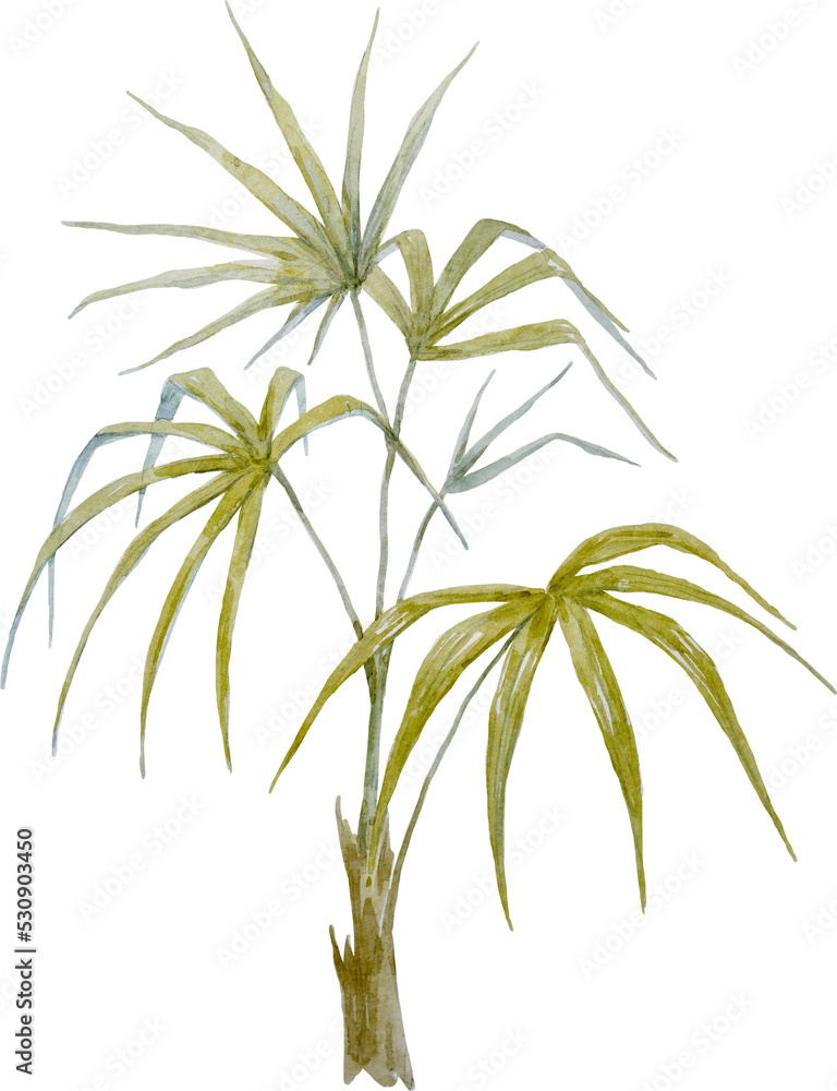 Watercolor palm tree, png illustration Watercolor palm tree, png illustration