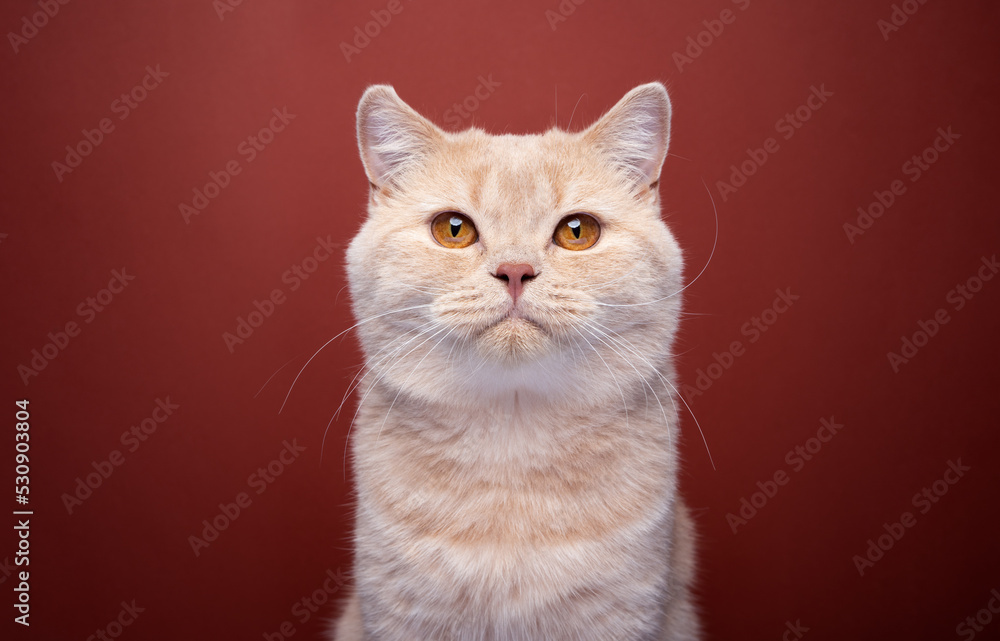 ginger british shorthair cat looking at camera  portrait on red background